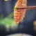 精品皮皮虾肉，肉厚Q弹，一手货源批发，餐饮电商都可用。