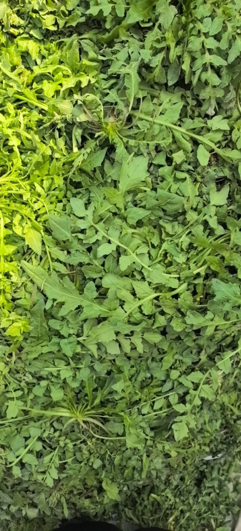 荠菜