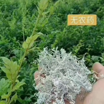 张家界莓茶