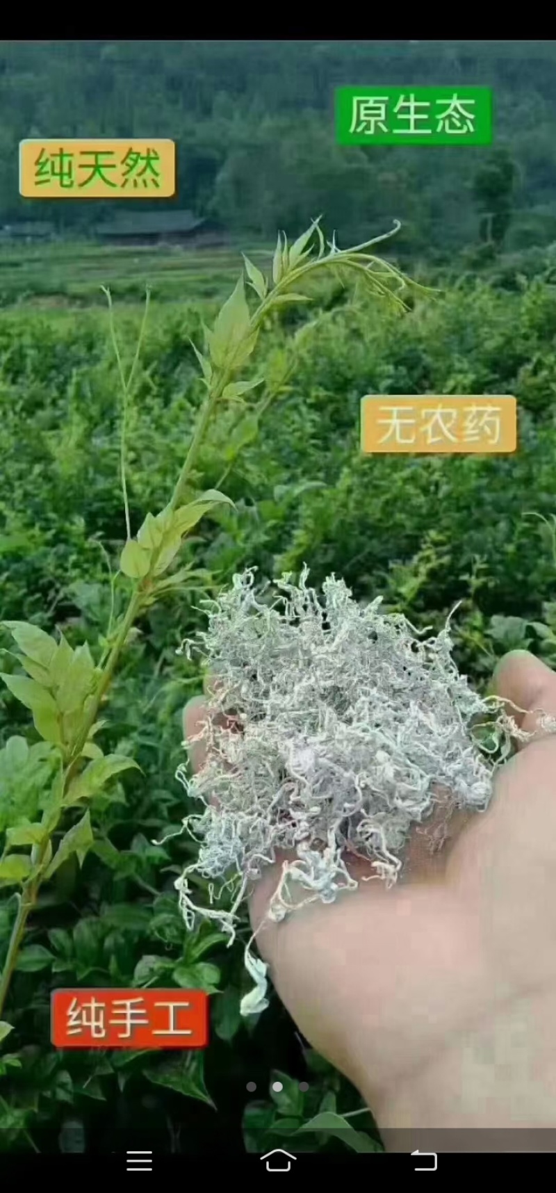 张家界莓茶