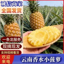 【平台推荐】香水菠萝云南香水菠萝产地货源可对接电商平