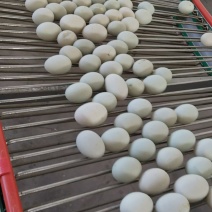 精品笼养鸭蛋