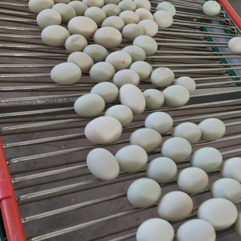 精品笼养鸭蛋