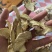 生姜，高硫姜，低硫姜片
