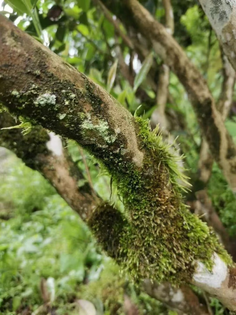 大红袍，正山小种，金骏眉