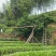 大红袍，正山小种，金骏眉