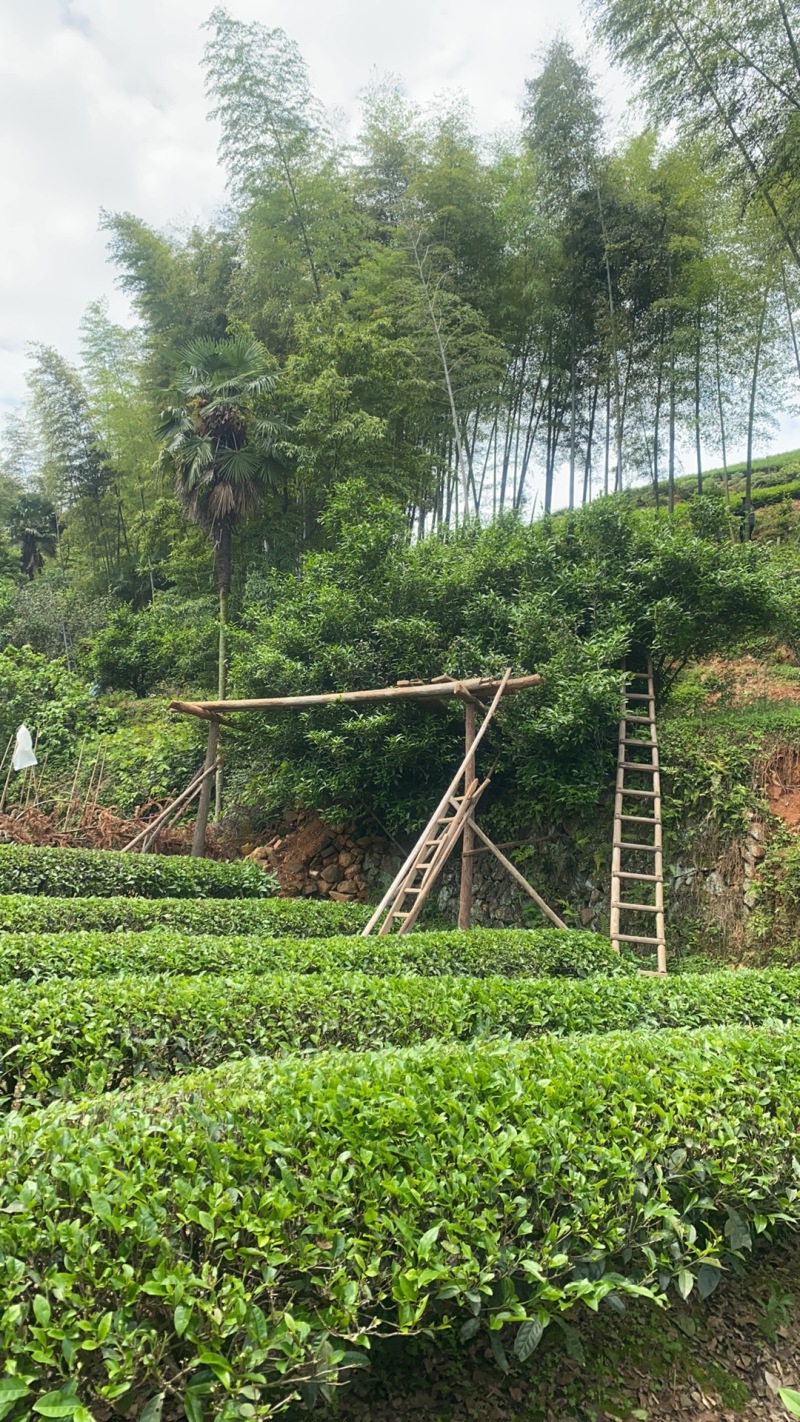 大红袍，正山小种，金骏眉