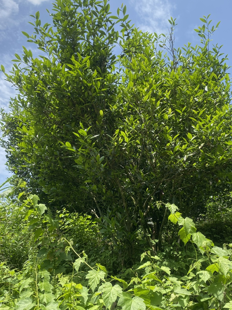 大红袍，正山小种，金骏眉