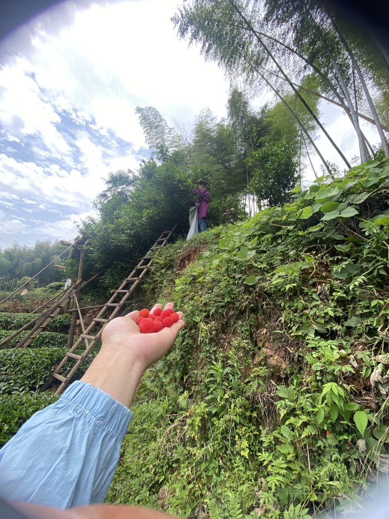 大红袍，正山小种，金骏眉