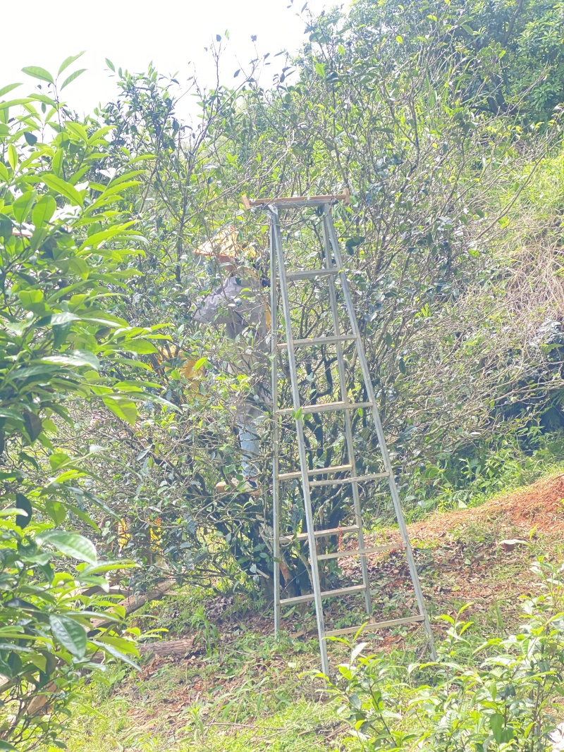 大红袍，正山小种，金骏眉