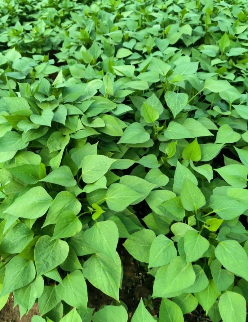 禹州红薯苗规格齐全商薯苗济薯苗烟薯苗西瓜红红薯苗