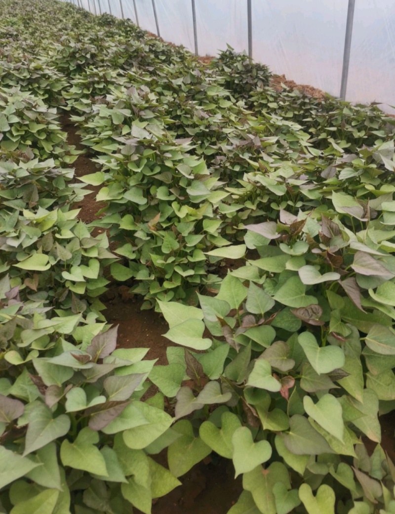 禹州红薯苗规格齐全商薯苗济薯苗烟薯苗西瓜红红薯苗