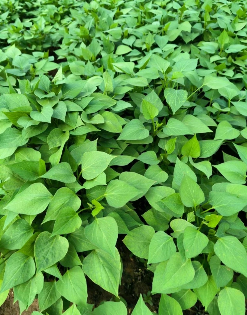 禹州红薯苗规格齐全商薯苗济薯苗烟薯苗西瓜红红薯苗