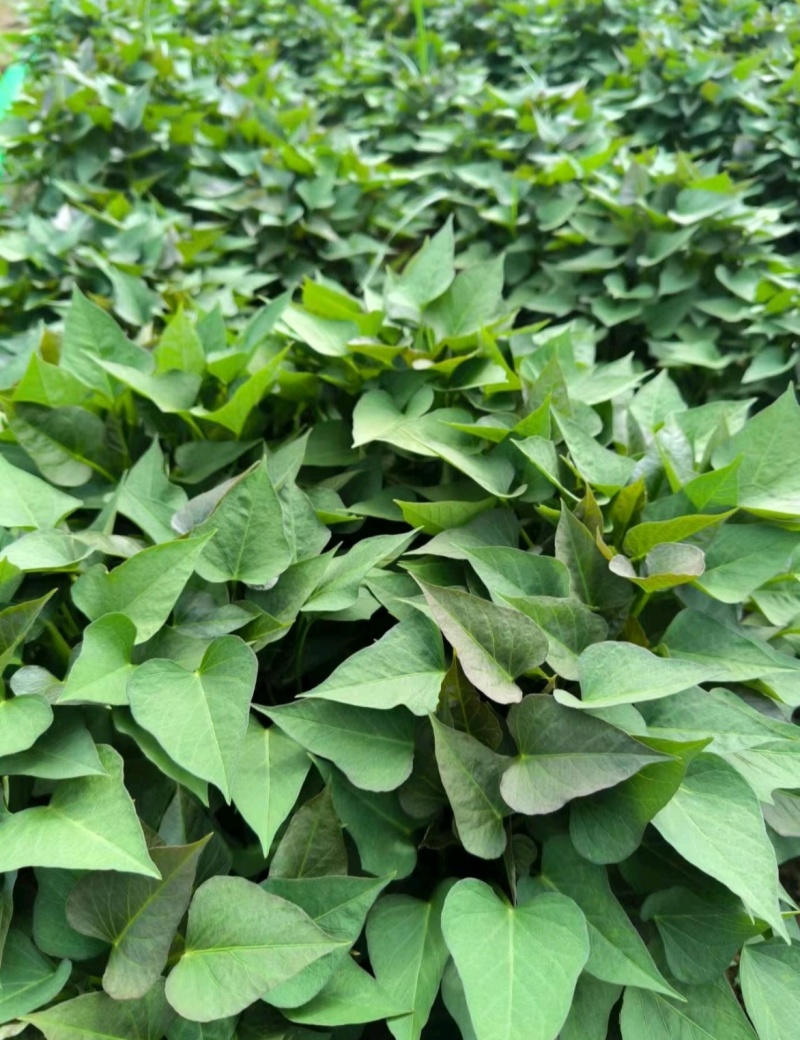 禹州红薯苗规格齐全商薯苗济薯苗烟薯苗西瓜红红薯苗