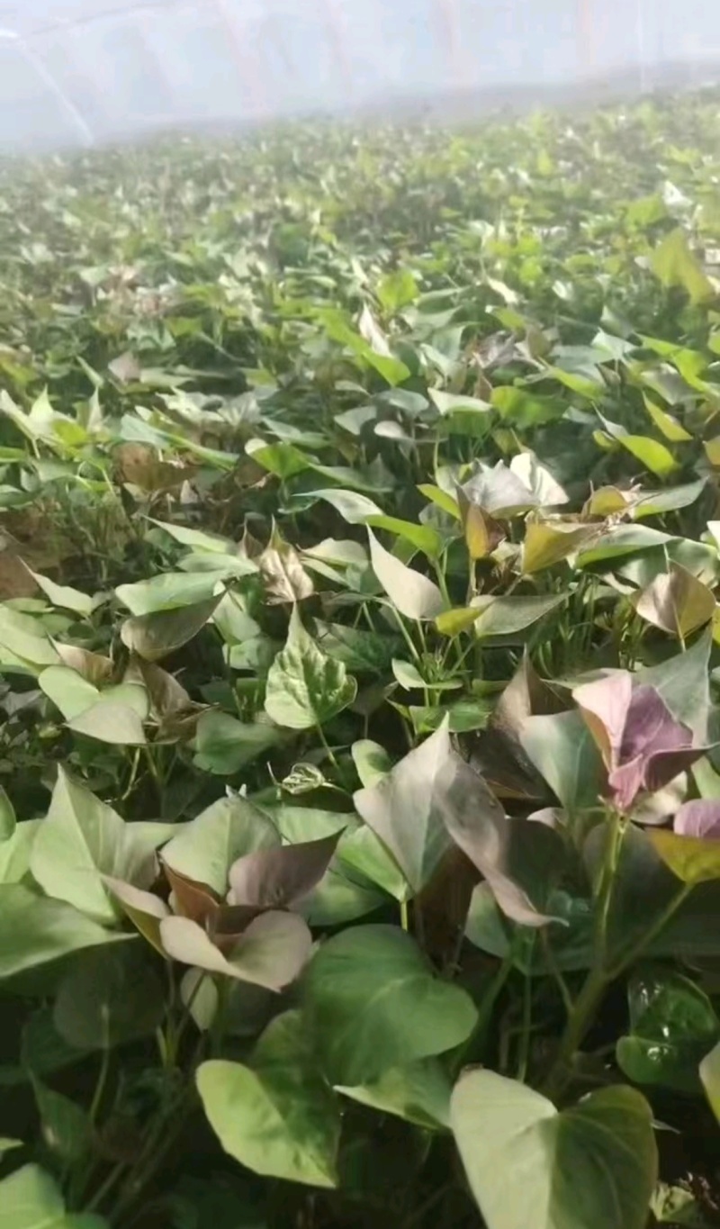 禹州红薯苗规格齐全商薯苗济薯苗烟薯苗西瓜红红薯苗