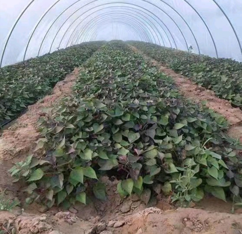 河南禹州红薯苗基地西瓜红红薯苗易成活产量高联系