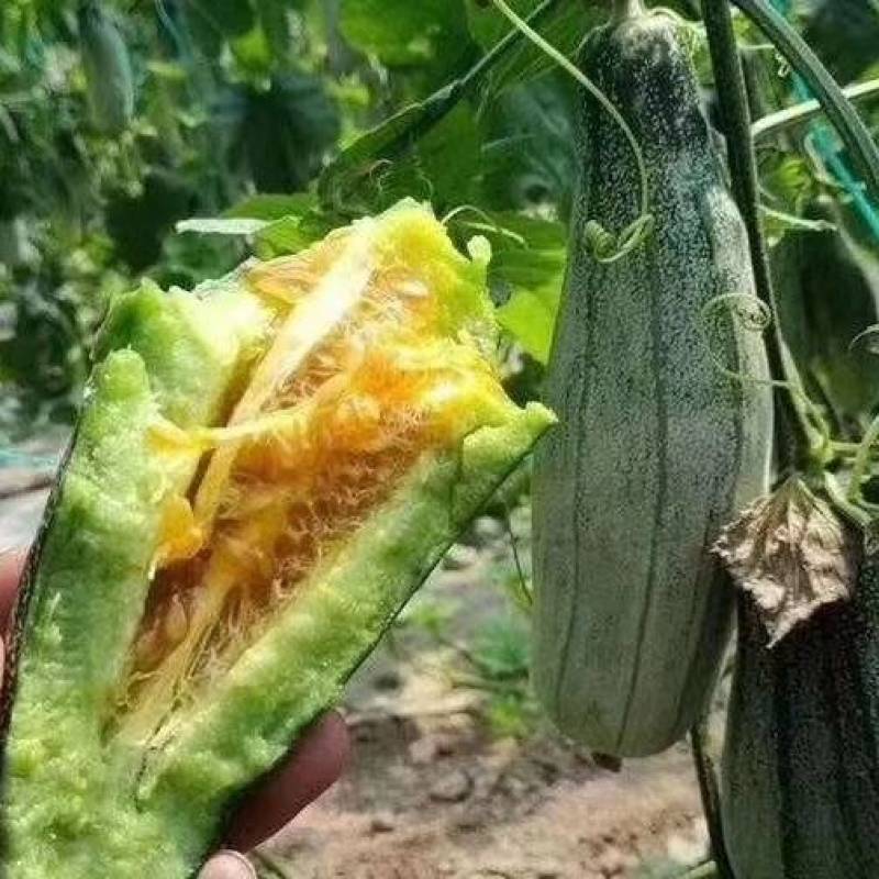 山东羊角蜜精品头茬对接各大电商平台一件