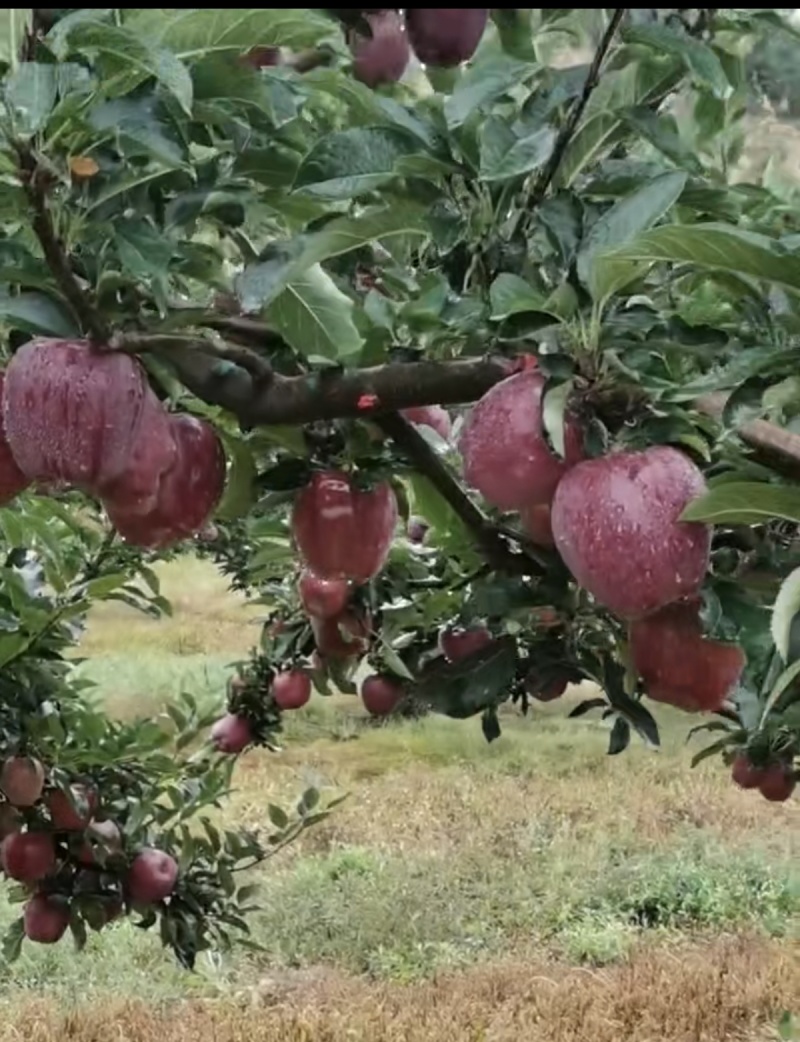 花牛面，苹果