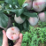 蜥蜴蛋李子种苗