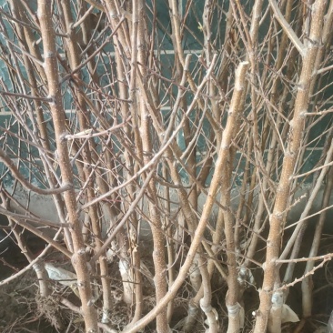 蜥蜴蛋李子种苗