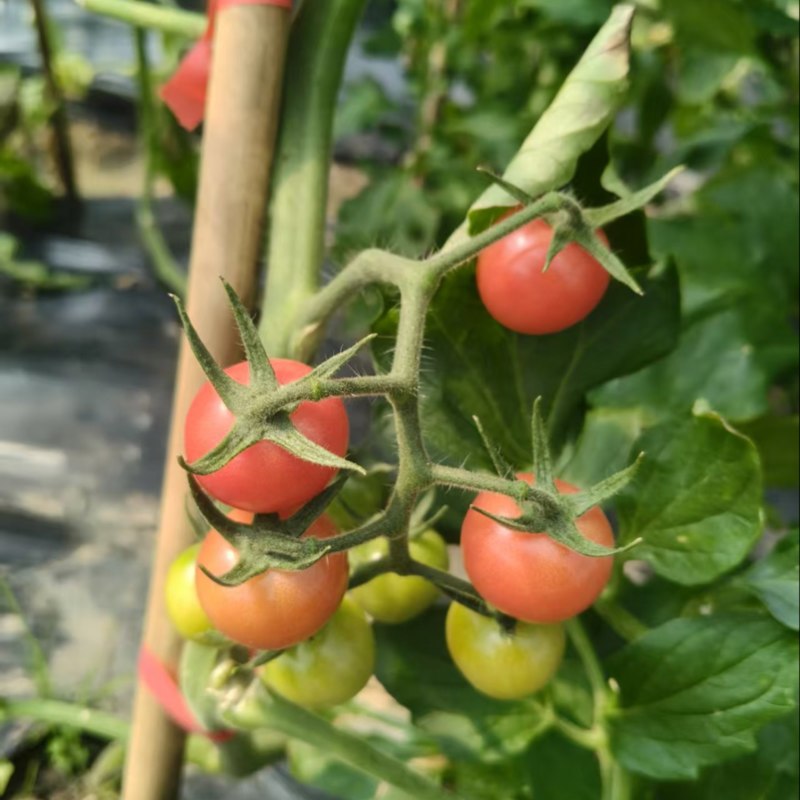 梅山鲜甜可口小番茄🍅