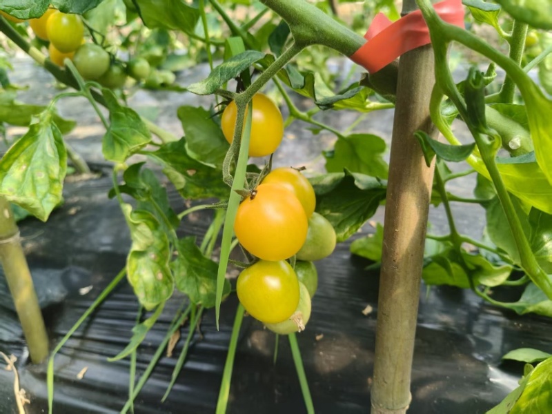 梅山鲜甜可口小番茄🍅