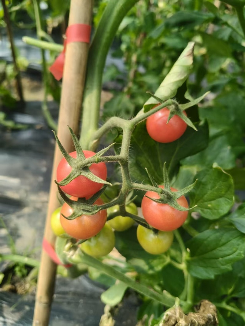 梅山鲜甜可口小番茄🍅