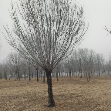 精品矮分支白蜡，山东滨州基地，房地产**