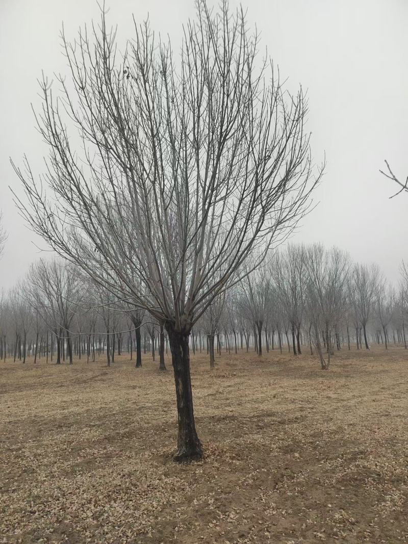 精品矮分支白蜡，山东滨州基地，房地产**