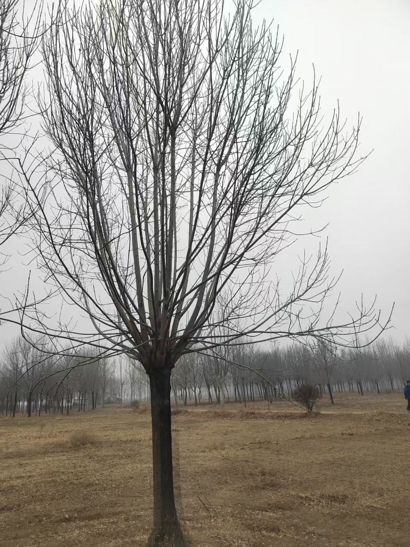 精品矮分支白蜡，山东滨州基地，房地产**