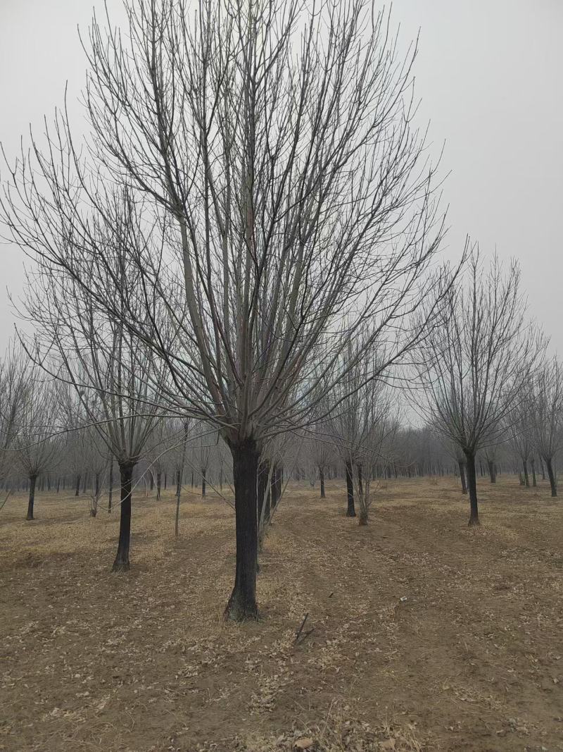 精品矮分支白蜡，山东滨州基地，房地产**