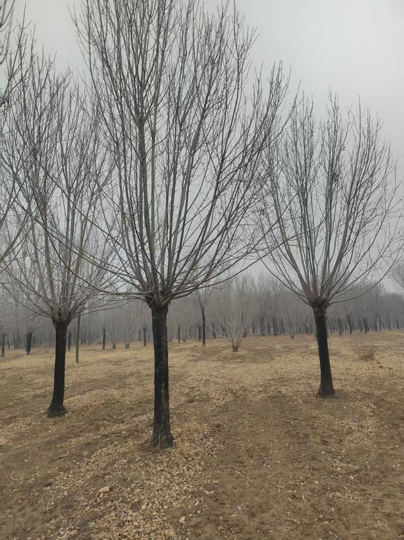 精品矮分支白蜡，山东滨州基地，房地产**