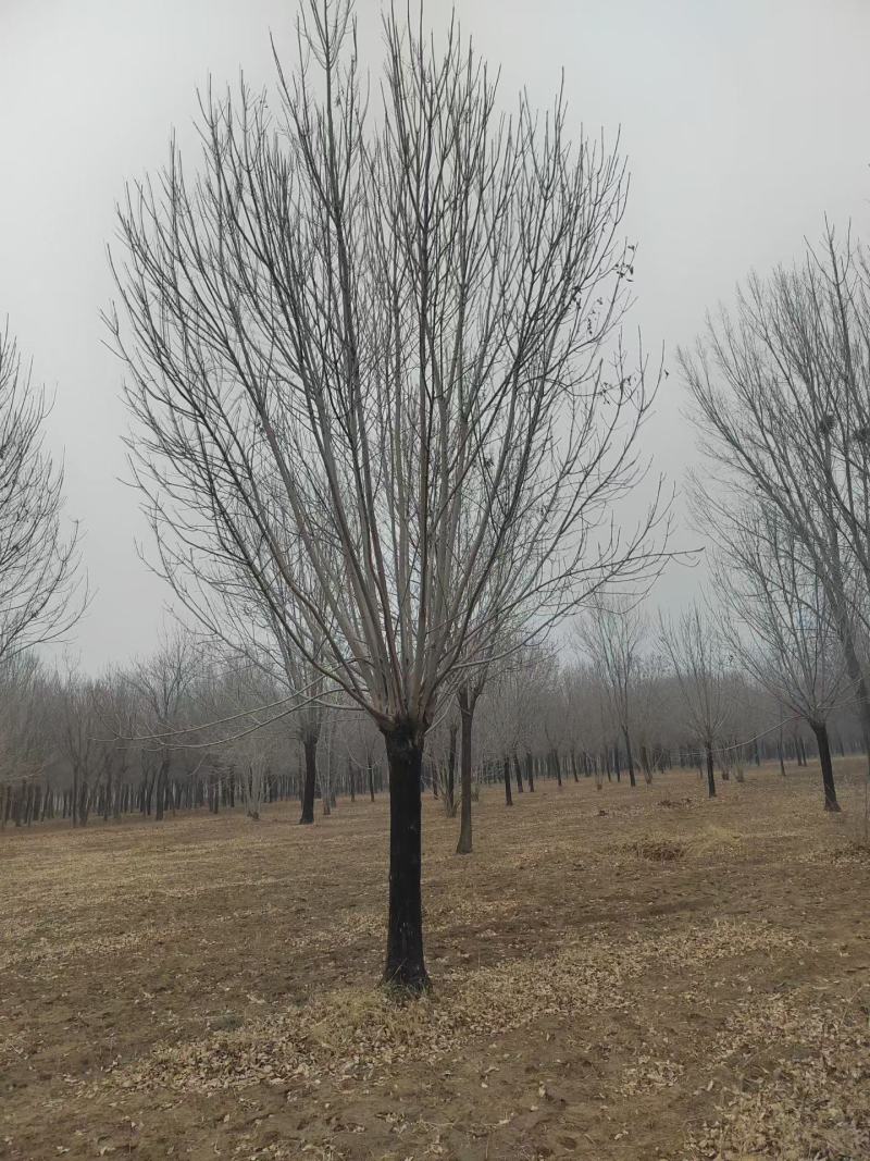 精品矮分支白蜡，山东滨州基地，房地产**