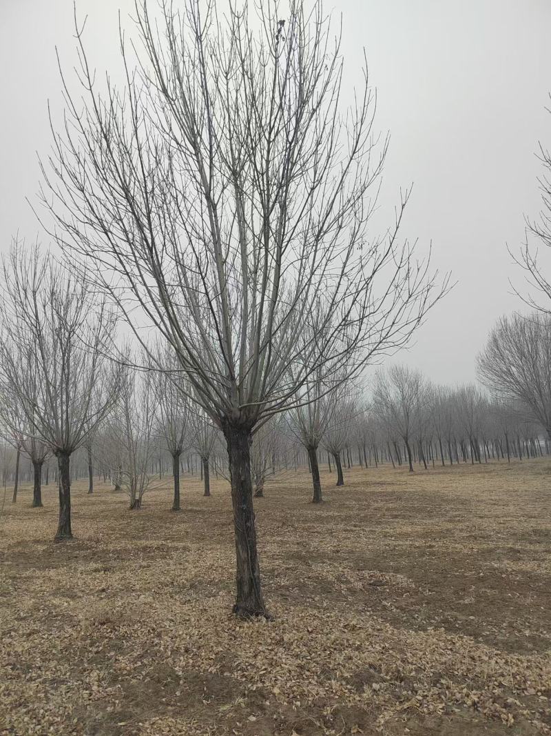精品矮分支白蜡，山东滨州基地，房地产**