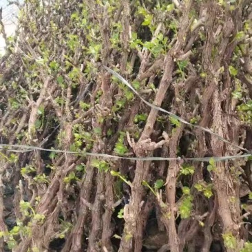 常年大量出售现货占地果树葡萄树1到10公分