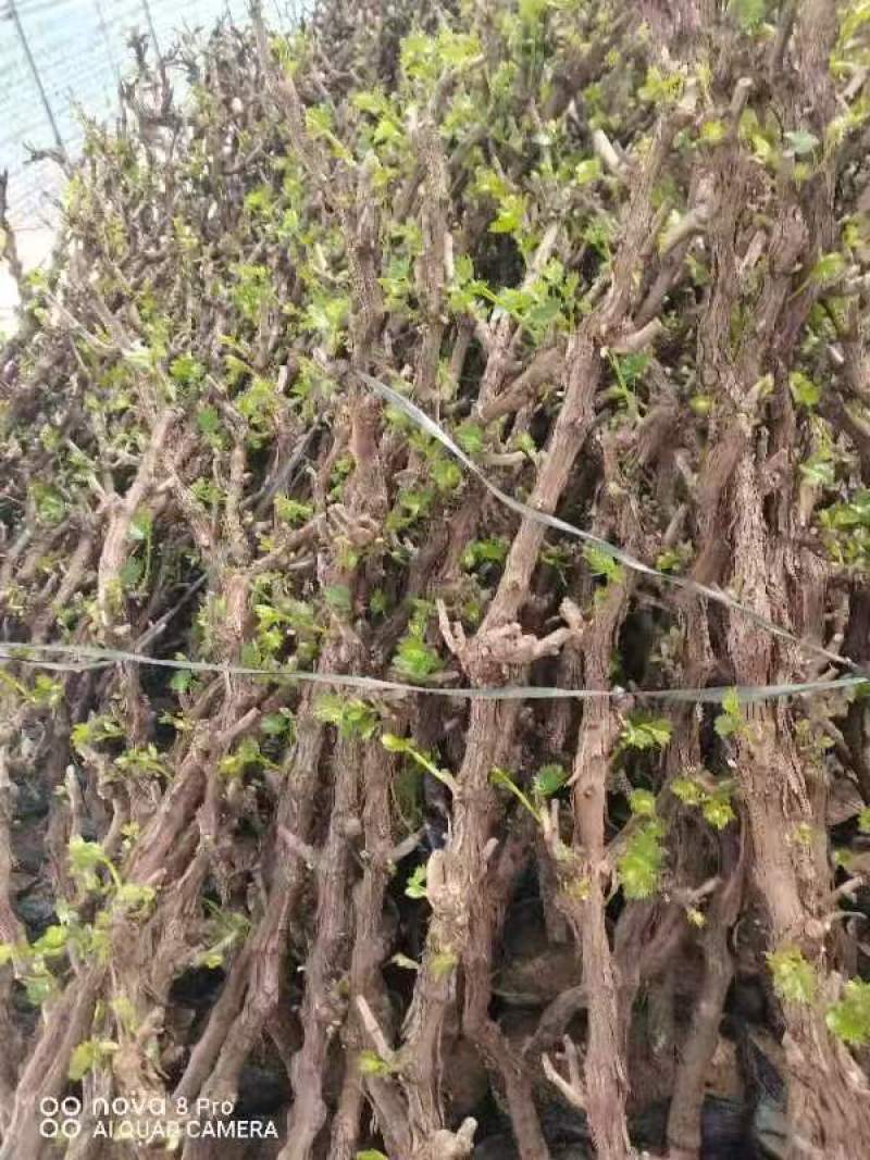 常年大量出售现货占地果树葡萄树1到10公分
