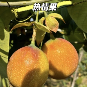 《热卖》云南哥伦比亚热情果大量上市了对接全国下单包邮到家