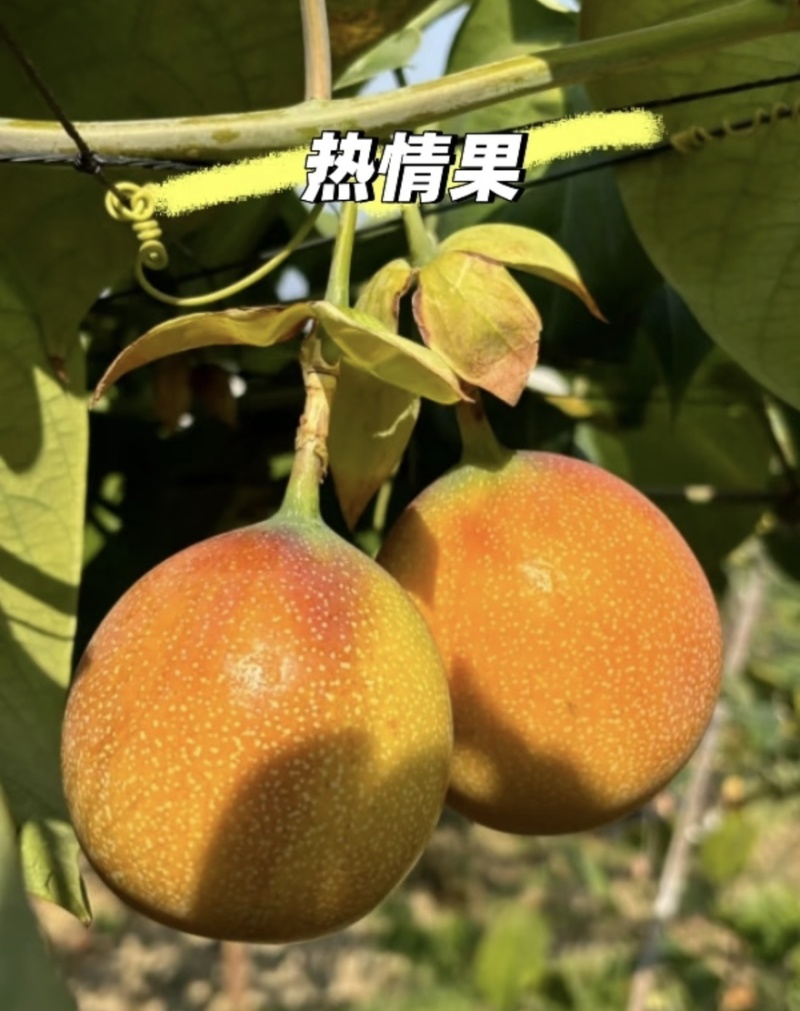 《热卖》云南哥伦比亚热情果大量上市了对接全国下单包邮到家