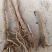 2026运城鲜黄芩，供货及时，货源充足，可随时看货