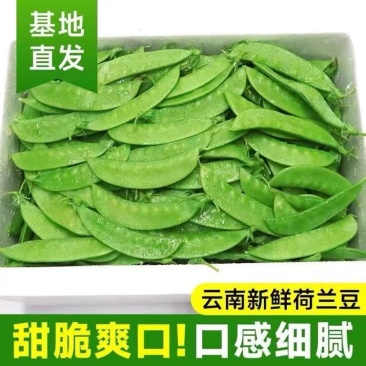 全年供应精品荷兰豆源头基地直供一手货源欢迎咨询