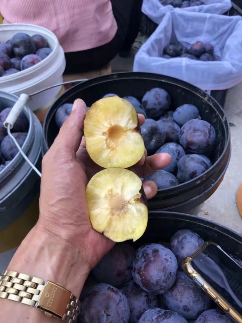大量露天黑布林李子即将上市，货源充足保质保量