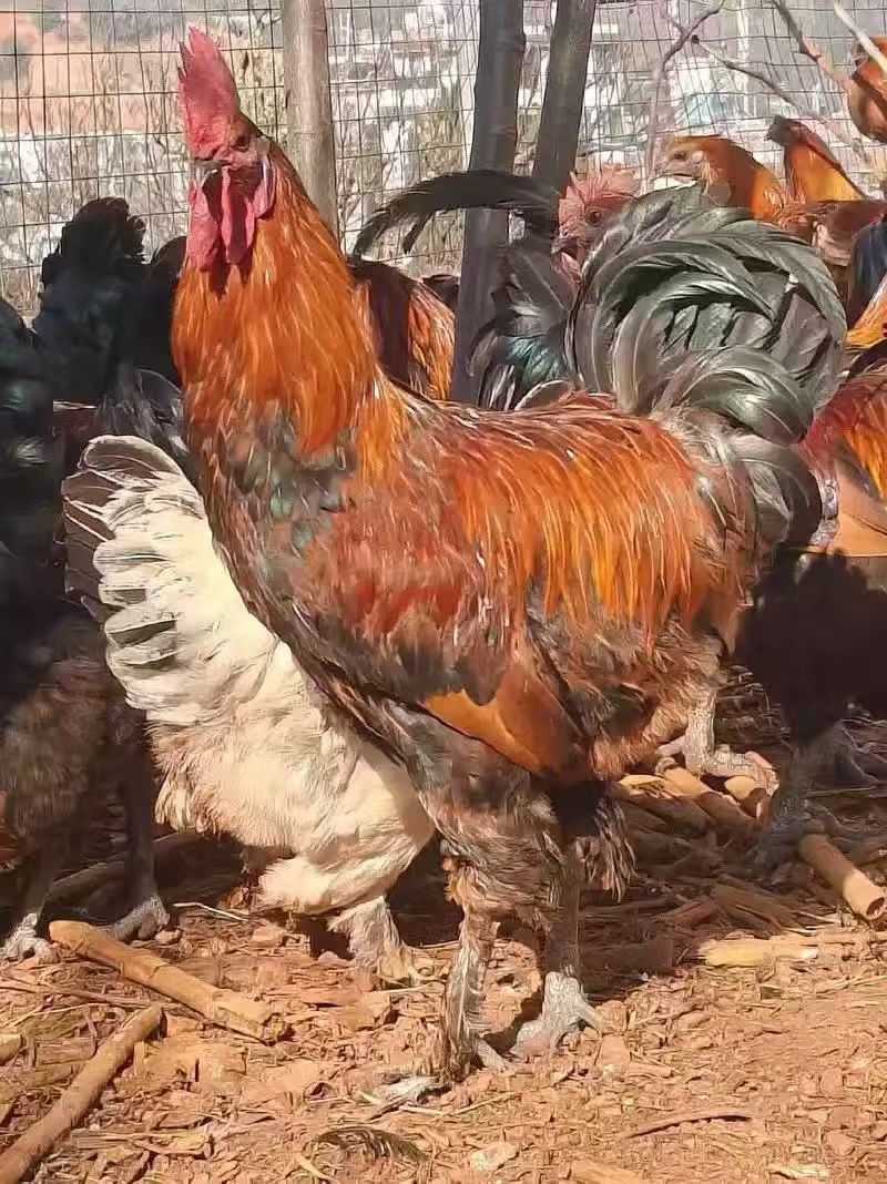 土鸡销售