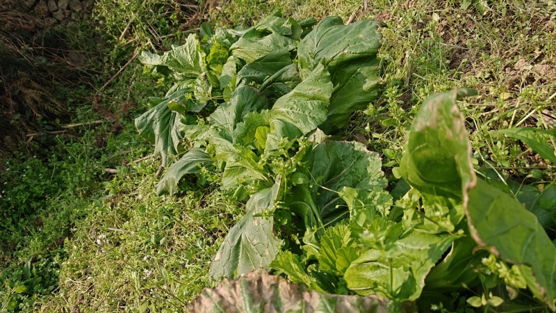 贵州儿菜自家种植，大量有货，可对接全国，欢迎各位采购
