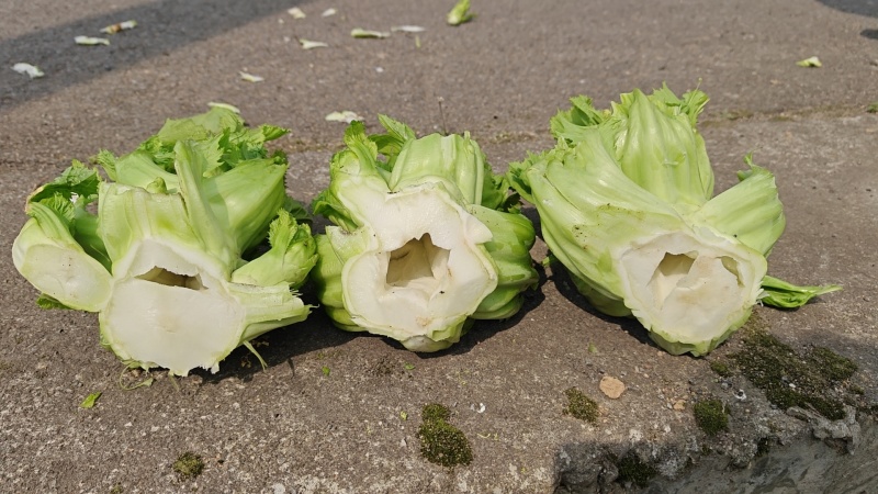 贵州儿菜自家种植，大量有货，可对接全国，欢迎各位采购