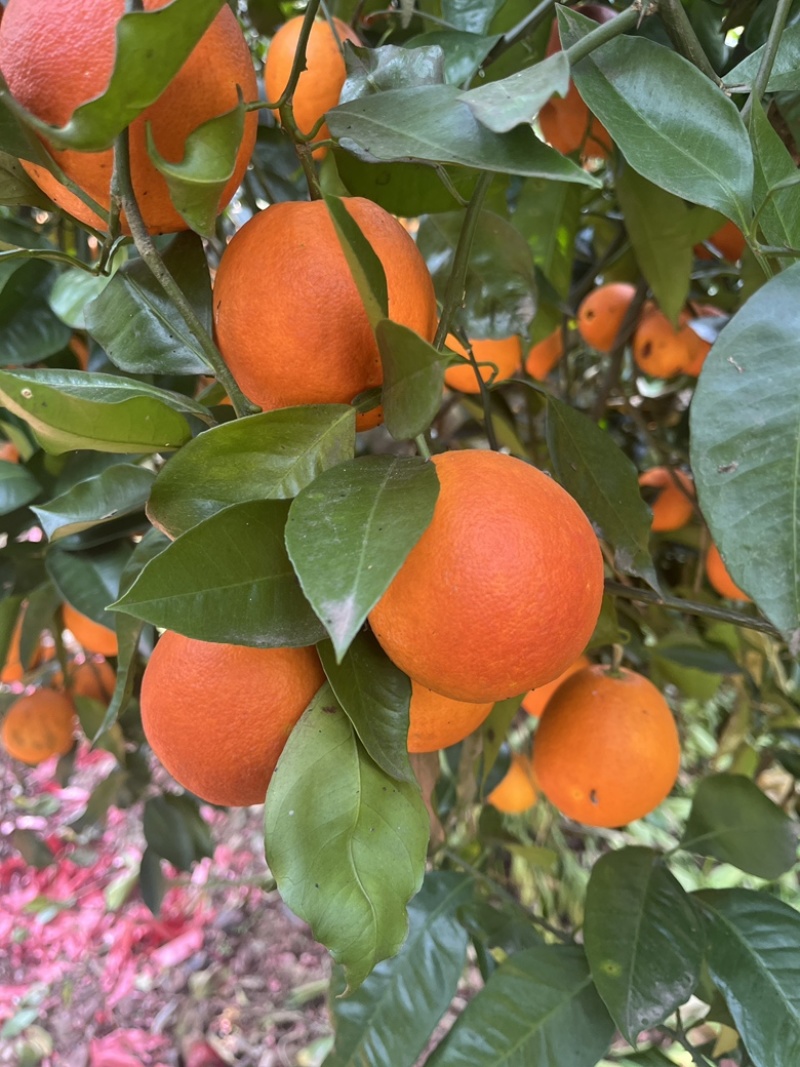 塔罗科血橙