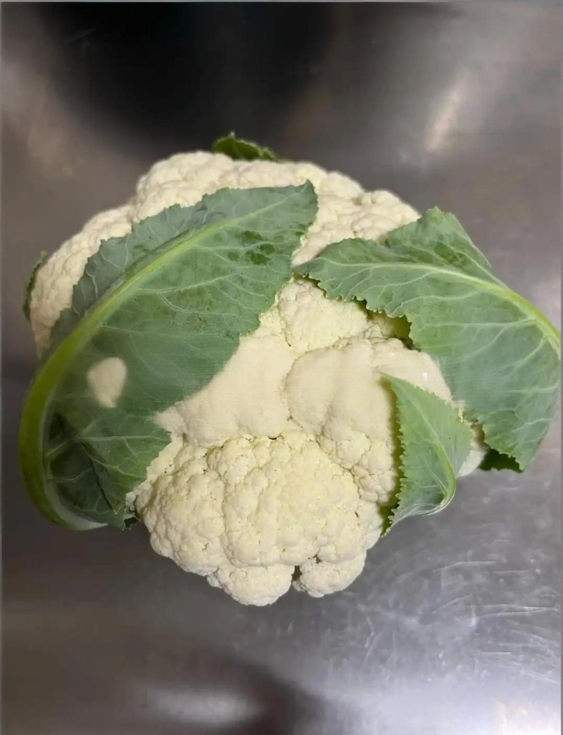 陕西精品松花菜量大从优/诚信经营/产地直发/欢迎来电