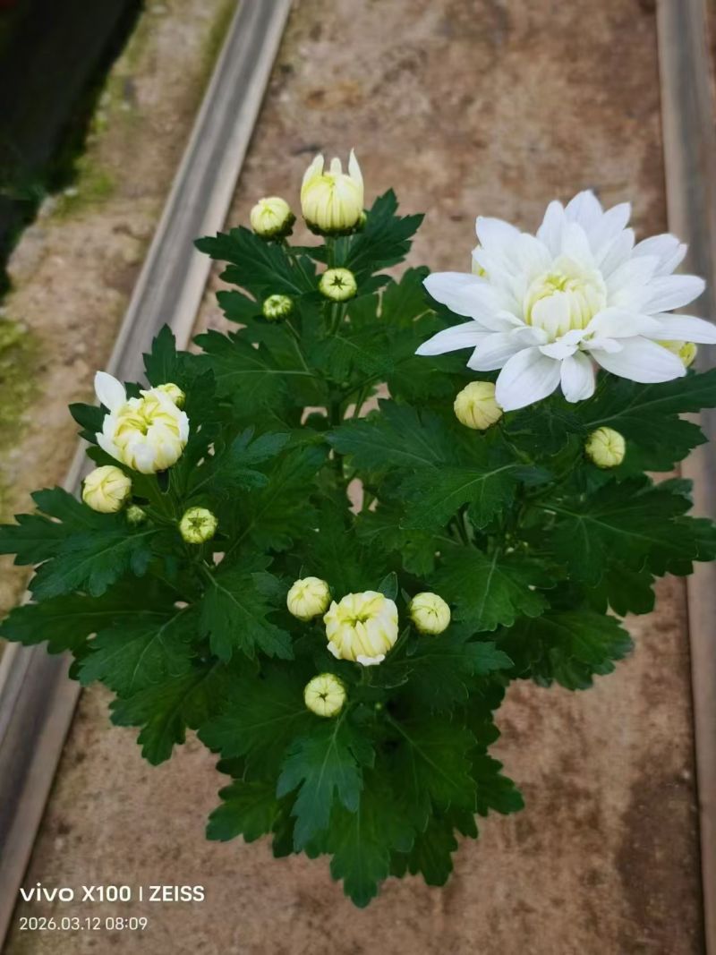 黄白菊花，清明菊，祭祀菊花，黄菊花，白菊花