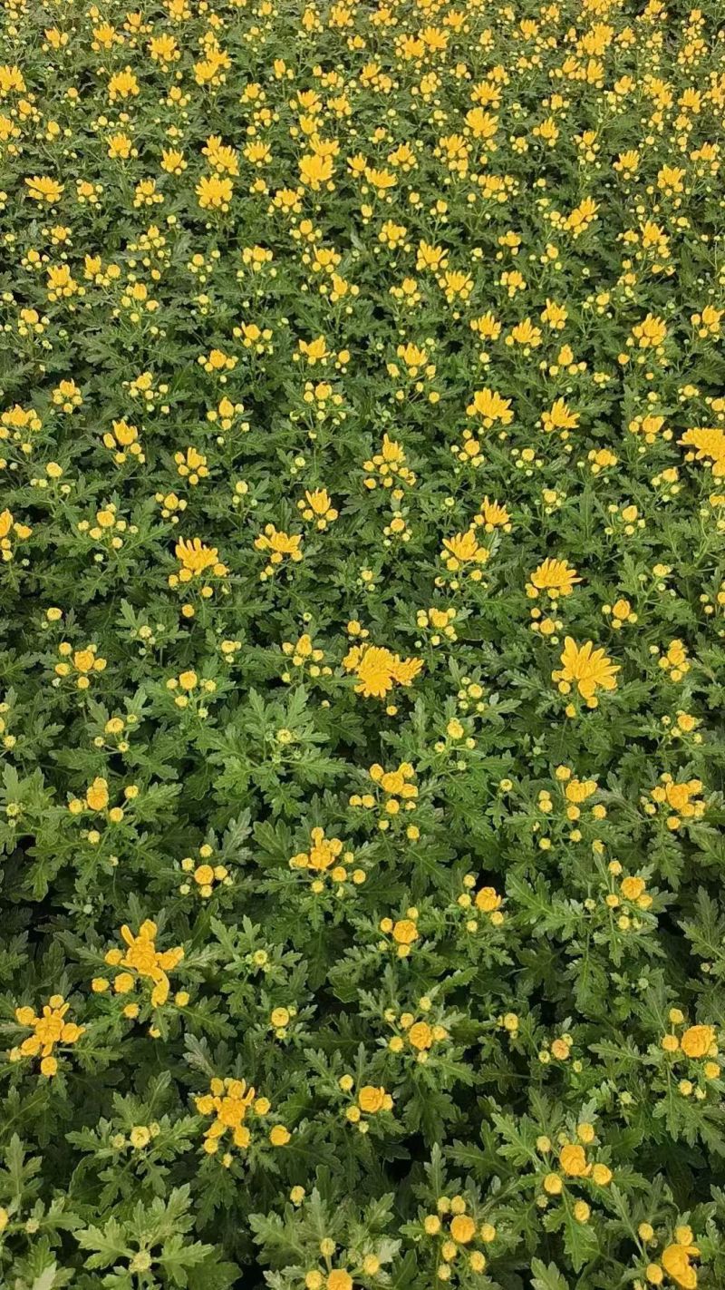 黄白菊花，清明菊，祭祀菊花，黄菊花，白菊花
