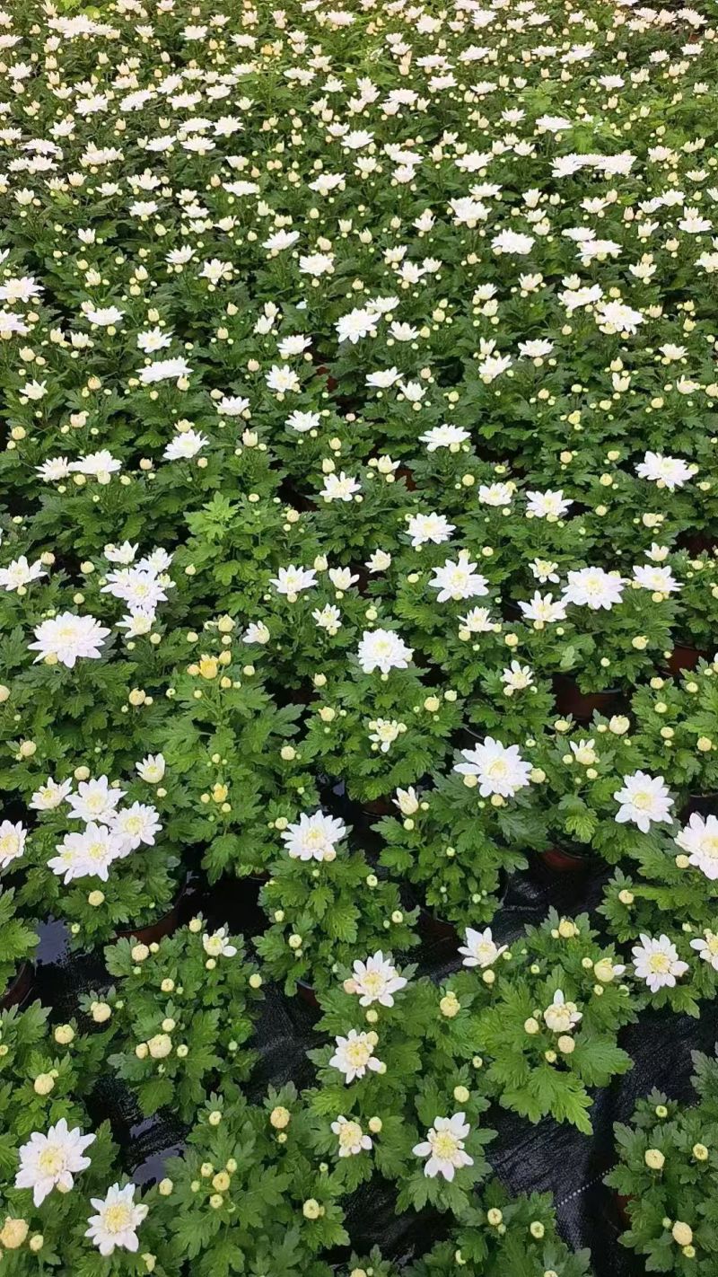 黄白菊花，清明菊，祭祀菊花，黄菊花，白菊花