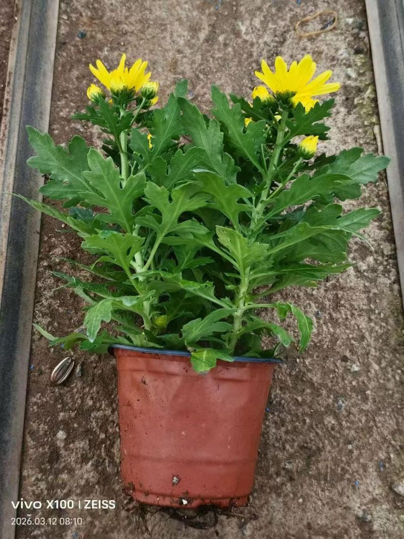 黄白菊花，清明菊，祭祀菊花，黄菊花，白菊花